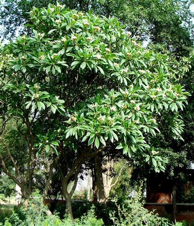 Plumeria rubra